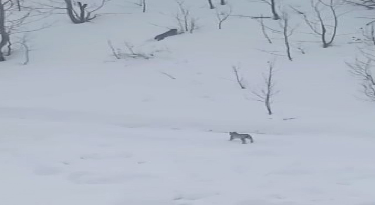 Vaşaklar karlı arazide görüntülendi