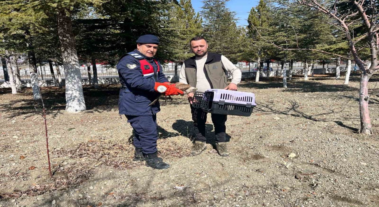 Vatandaşların bulduğu yaralı kızıl şahin koruma altına alındı
