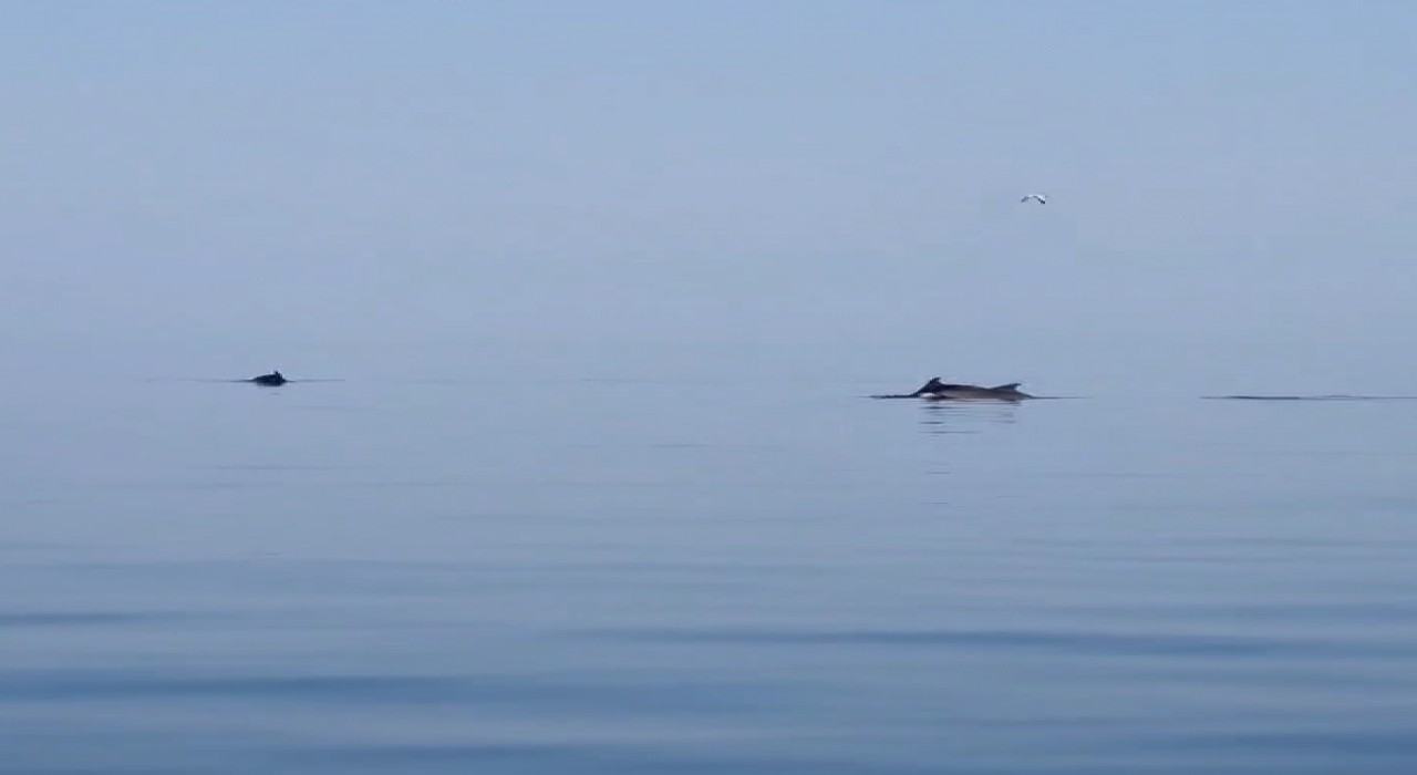 Yalova Esenköy açıklarındaki yunuslar görsel şölen sundu