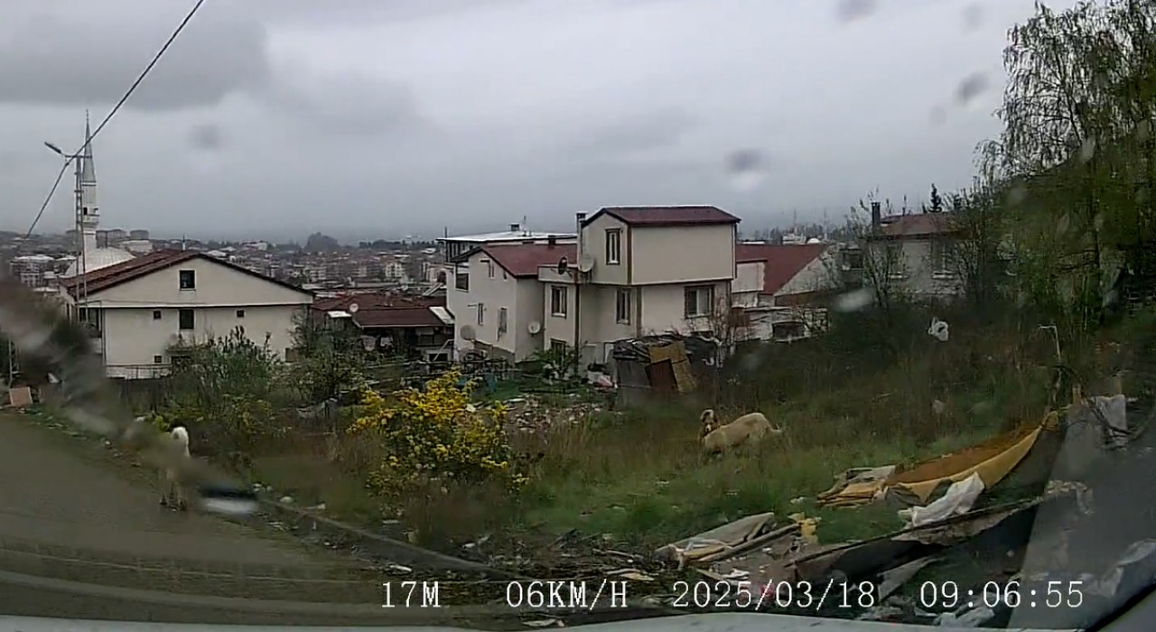 Yalovada sokak köpeklerinin saldırdığı çocuk ağır yaralandı