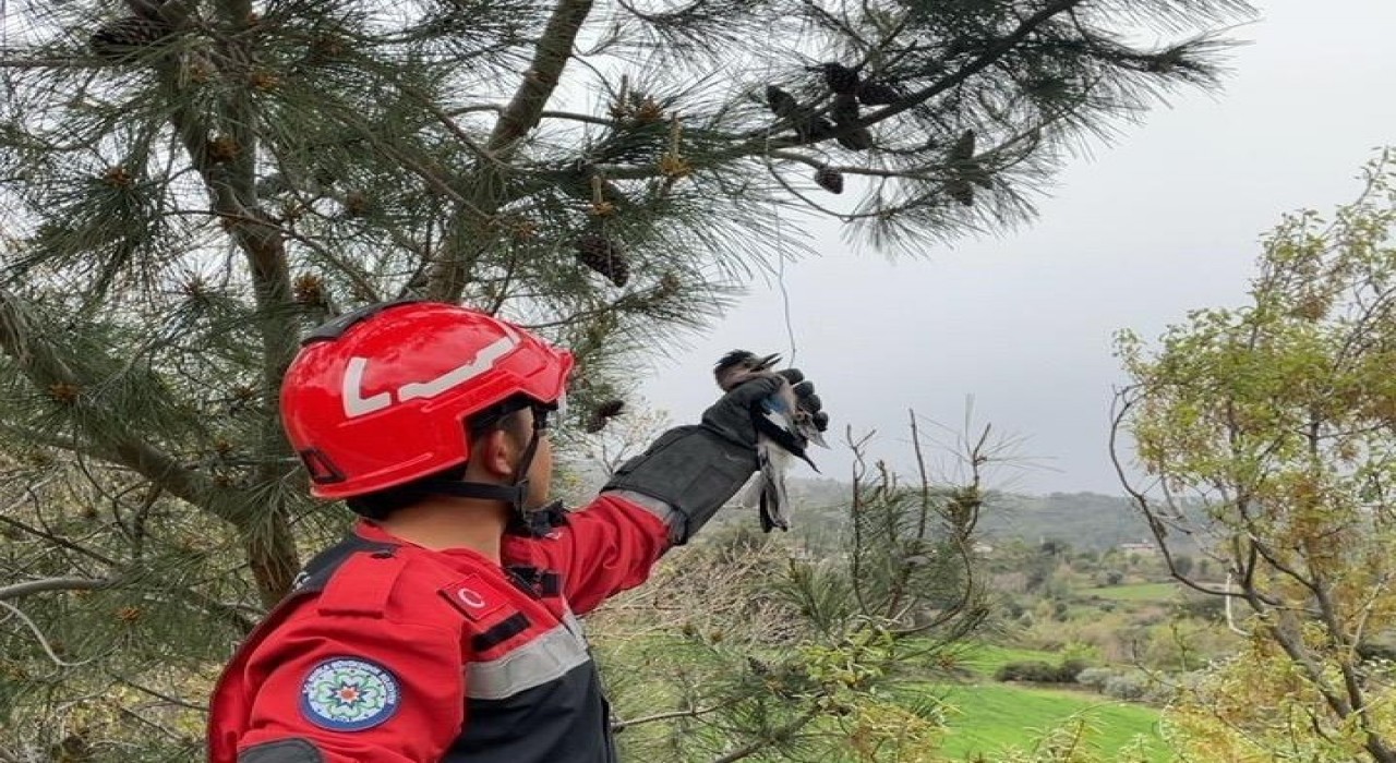 Yaralı Alabak Kuşunu itfaiye ekipleri kurtardı