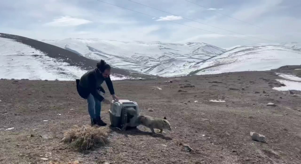 Yaralı tilki tedavisinin ardından doğaya bırakıldı