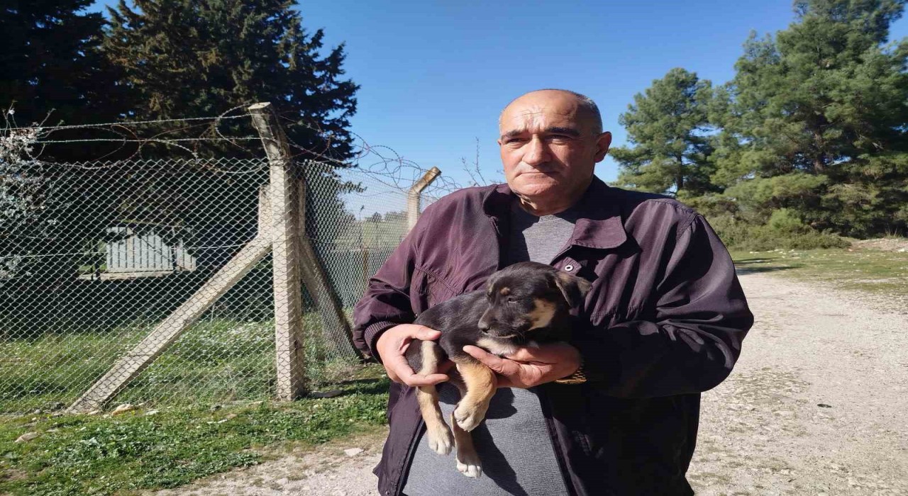 Yavru köpekler ormanlık alana bırakıldı, Gaziemir Belediyesi sahip çıkmadı