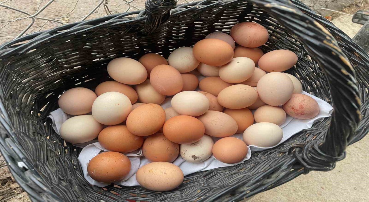 YUM-BİR: Yumurta fiyatlarını ABD artırıyor