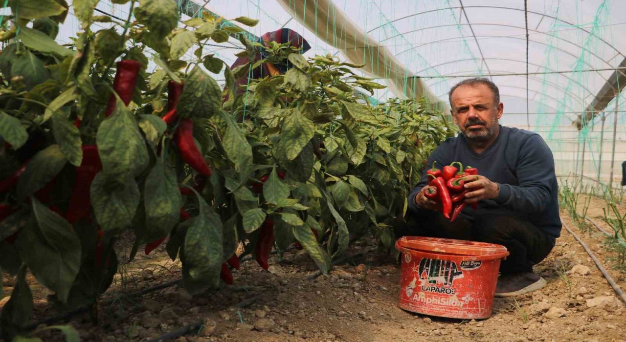 Zirai don sonrası turfanda hasat edilen kapya biber serada 80 TLden alıcı buluyor