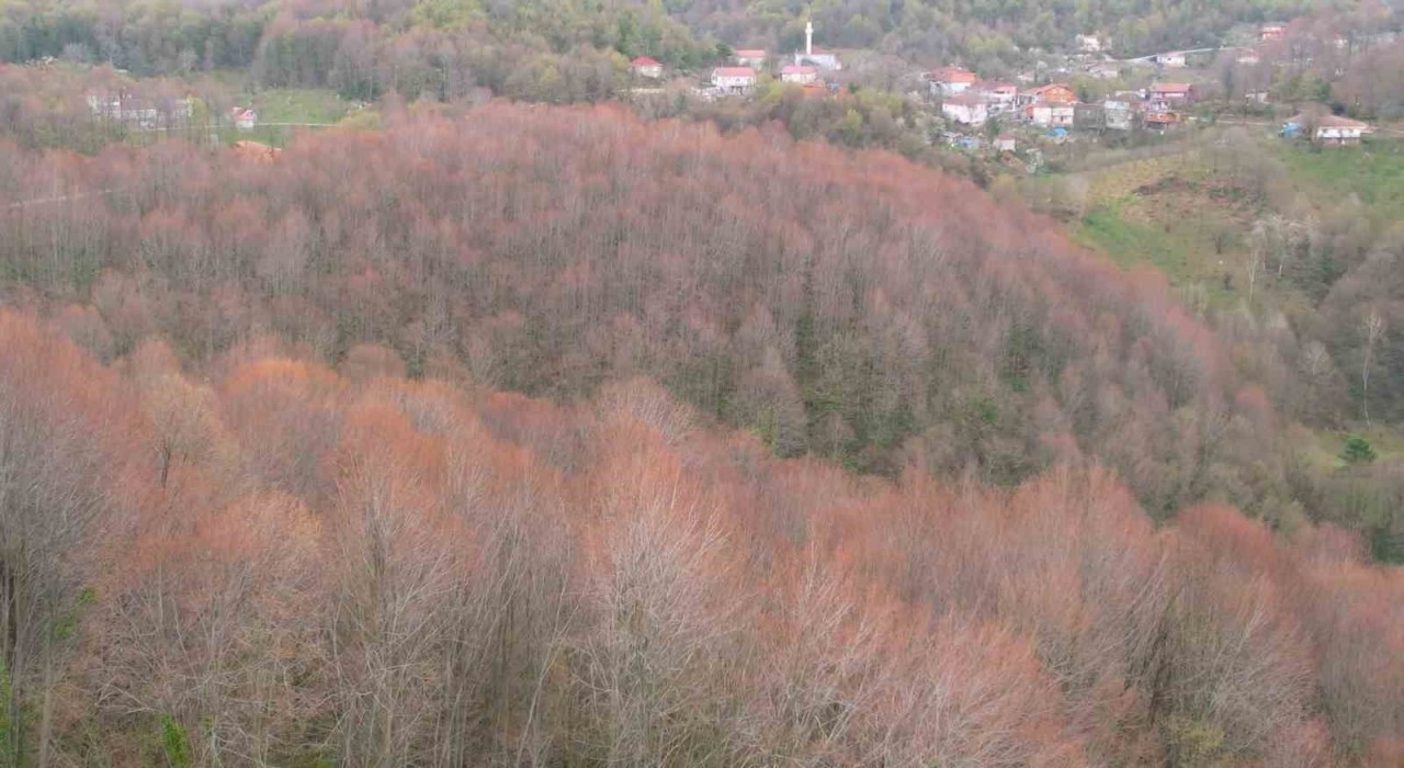 Zonguldak ormanları ilkbaharı renkleriyle karşılıyor