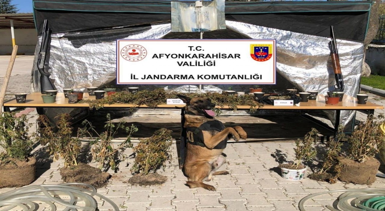 -Orman arazisine kenevir ekip köyün içme suyuyla sularken jandarmaya yakalandı
