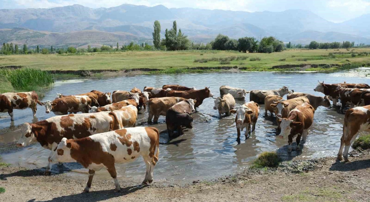 60 bin TL maaşla çoban bulamayınca çözümü nöbetleşmekte buldular