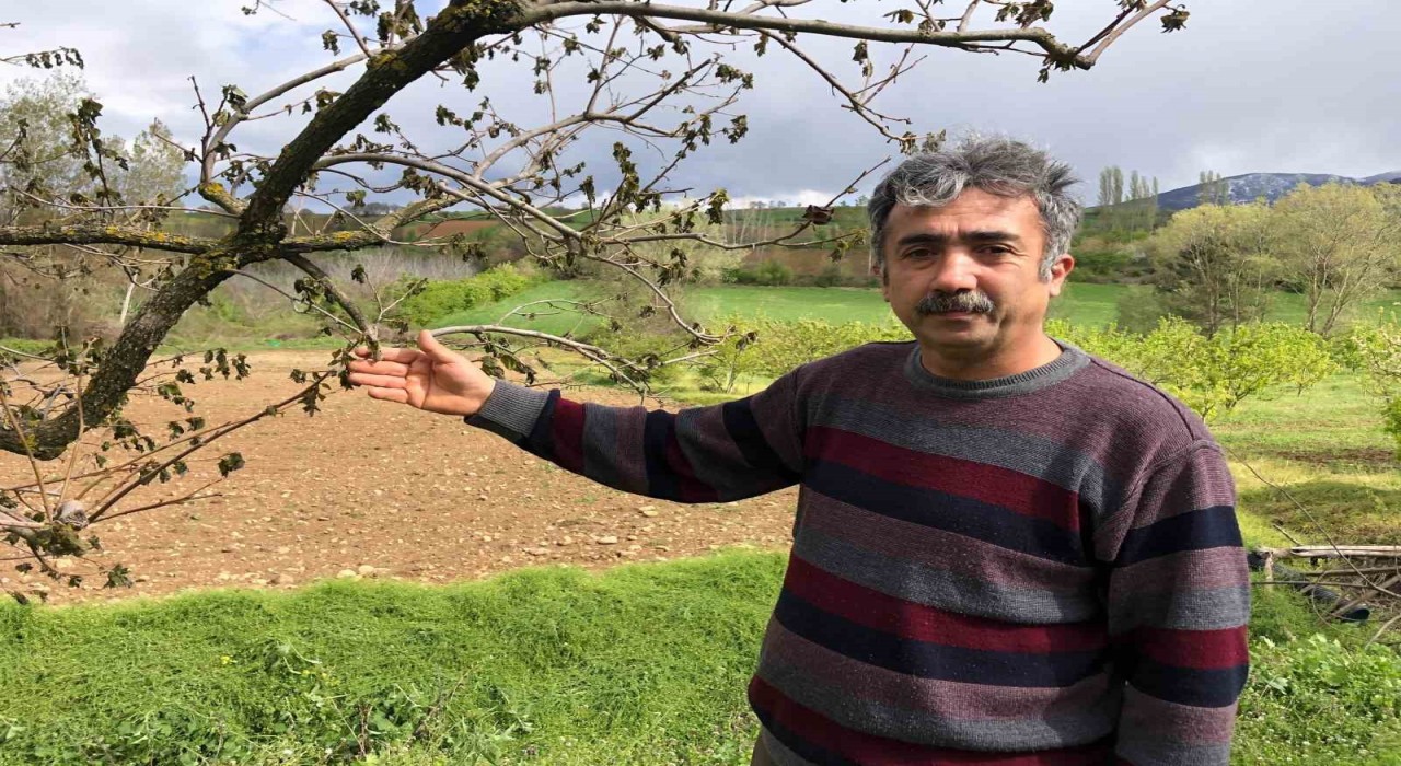 65 dekarlık bahçesindeki ağaçları zarar gören Amasyalı çiftçi: Ürünlerimiz dondu, hayallerimiz kayboldu