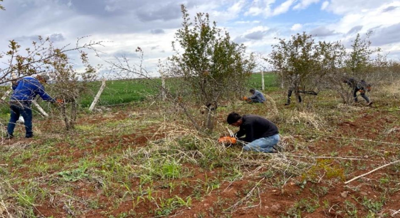 AB tescilli Suruç narında budama sezonu başladı