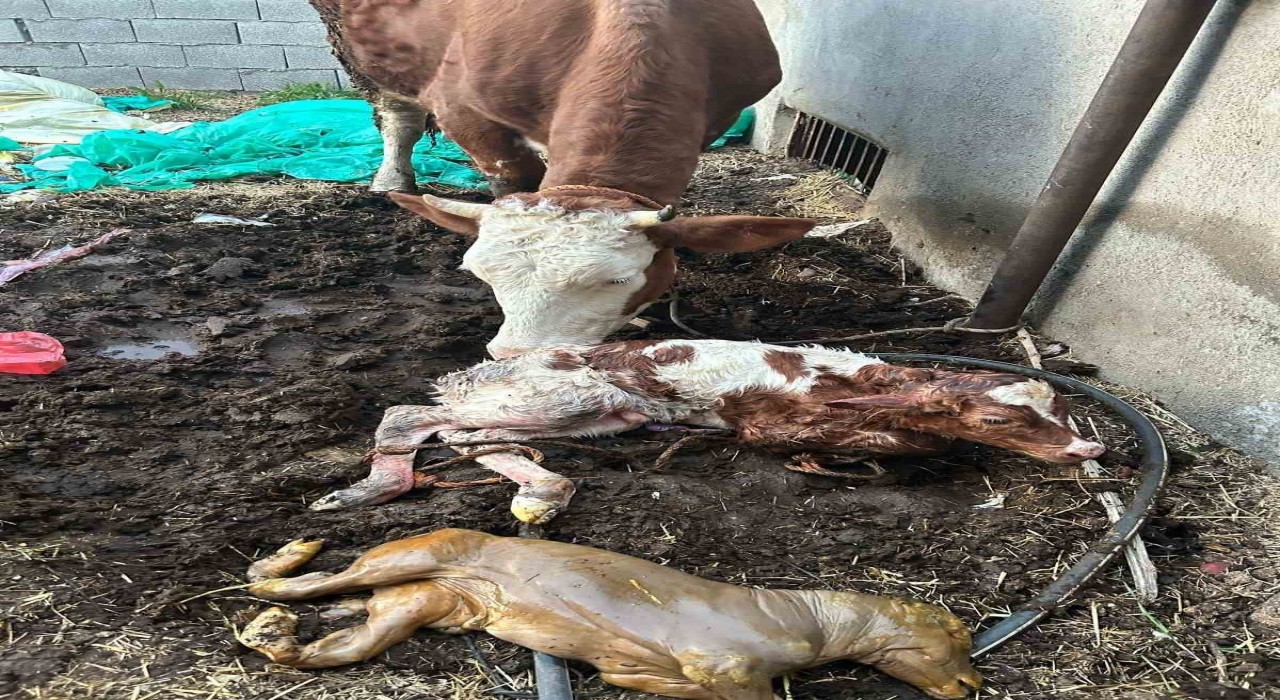 Adıyamanda milyonda bir görülen ikiz buzağı doğumu gerçekleşti