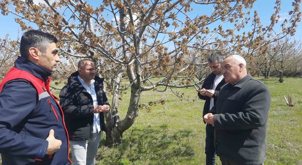 Afyonkarahisarda tarım alanlarını don vurdu