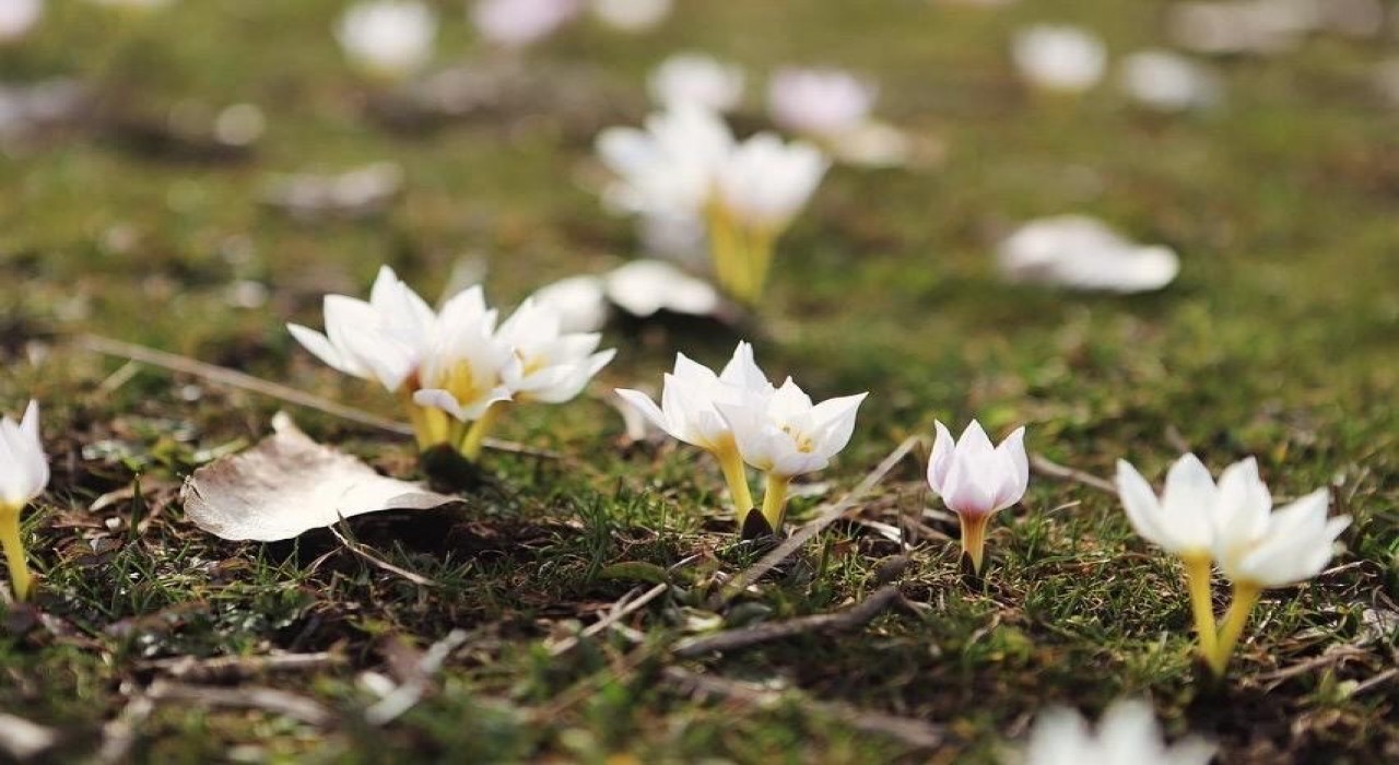 Ağrıda baharın renkleri ortaya çıkmaya başladı