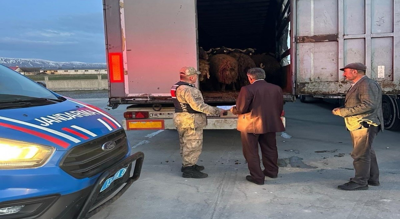 Ağrıdan çalınan koyunlar Bitliste yakalandı