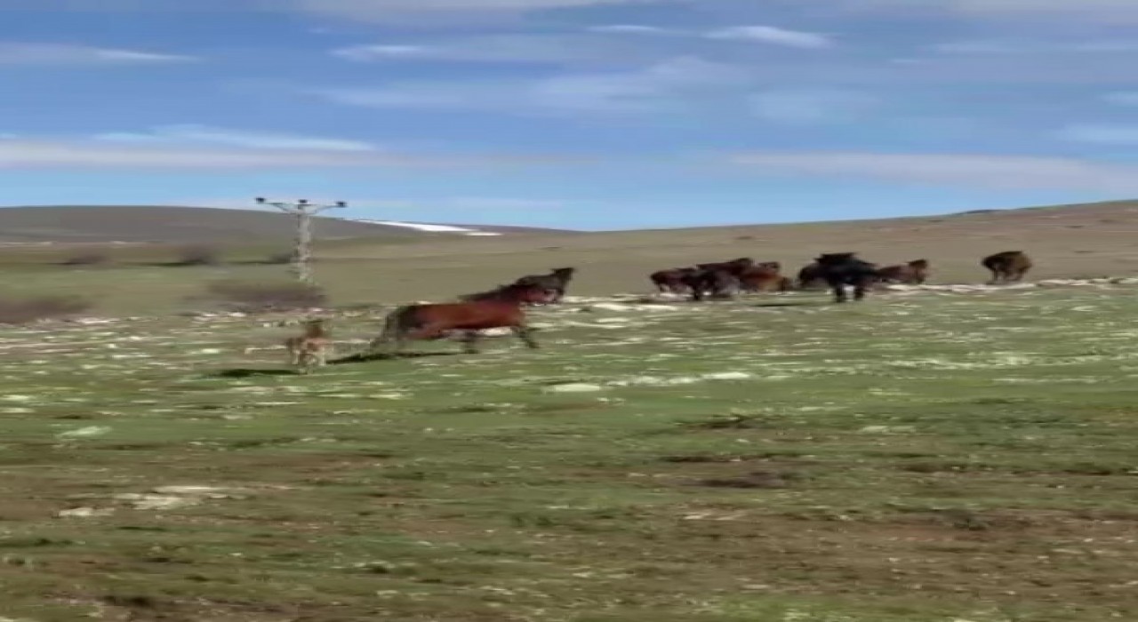 Akdağda yılkı atları araçların önüne çıktı, sürüdeki taylar da görüntülendi