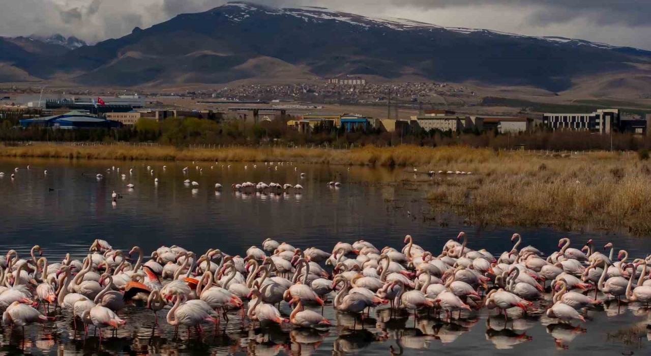 Akkaya Barajı flamingoların gelişi ile görsel şölen sunuyor