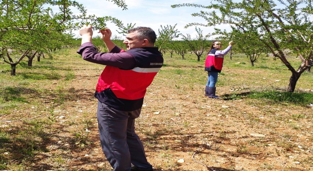 Altıntaşta zirai don kontrolleri