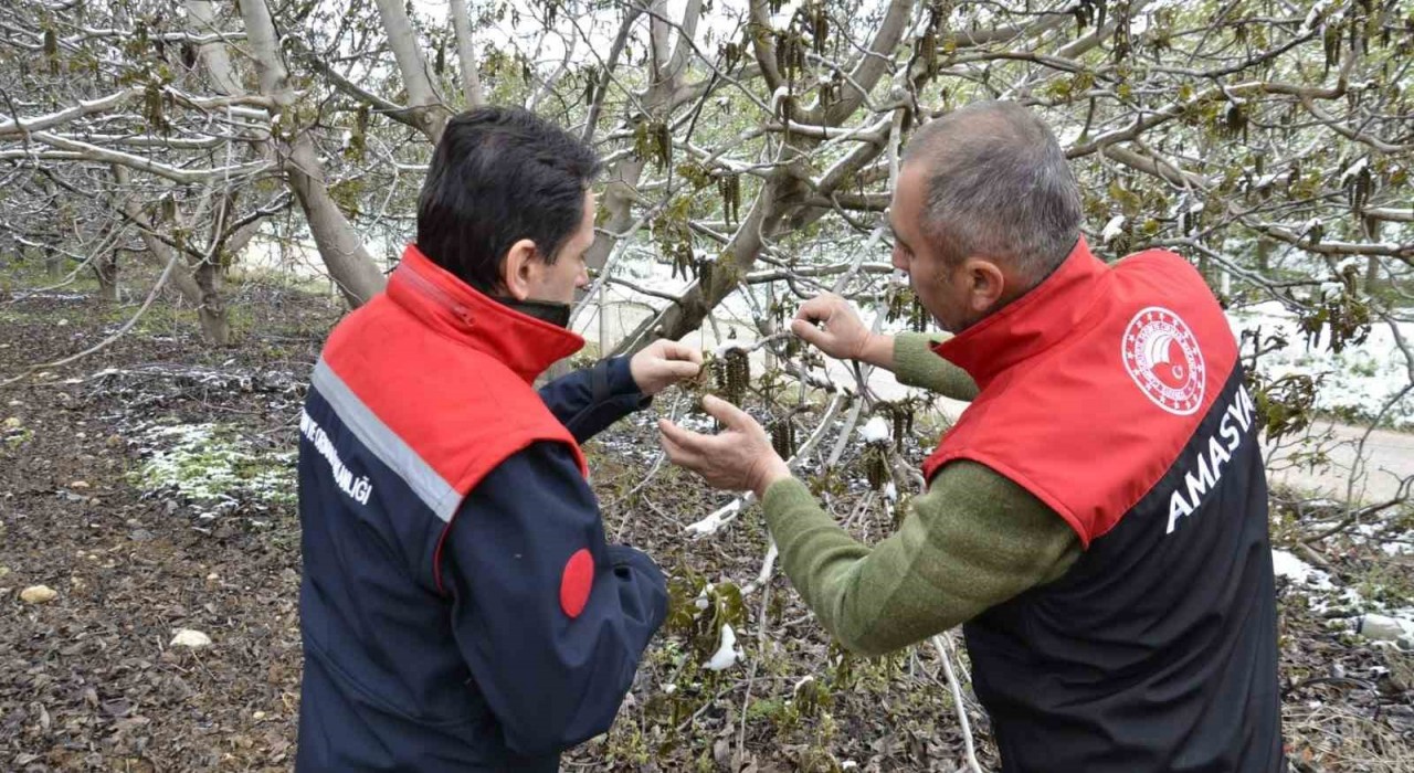 Amasya Nisanda kara kışı yaşadı: ekipler bahçelerde zarar tespit çalışması başlattı