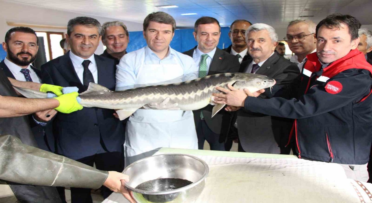 Amasyada bu yıl 300 bin Mersin balığı üretimi planlanıyor: ‘Siyah incinin kilosu 2 bin dolar