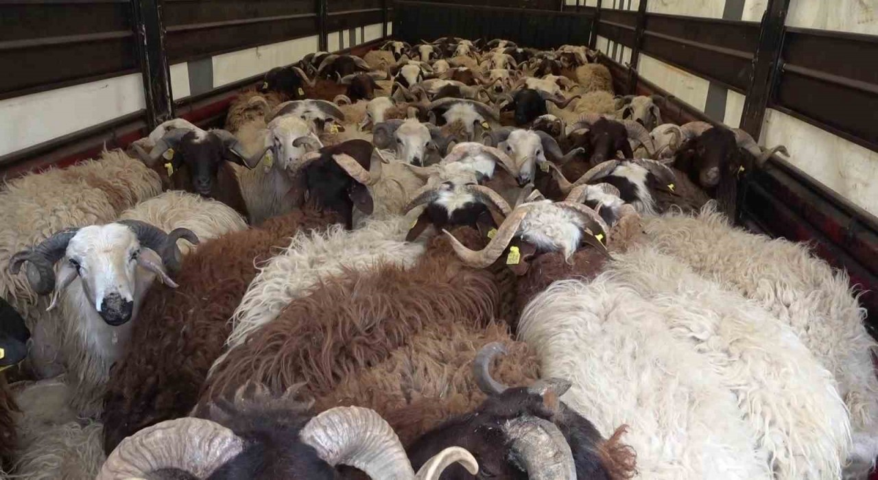 Amasyada koyun taşıyan 2 tırdan 5 kaçak göçmen çıktı