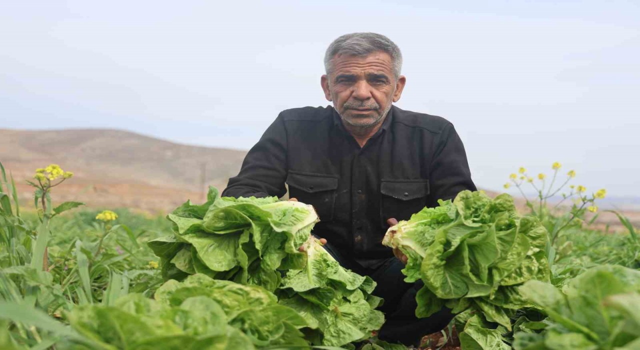 Amik Ovasında yaşanan kuraklık marul hasadında verimi olumsuz etkiledi