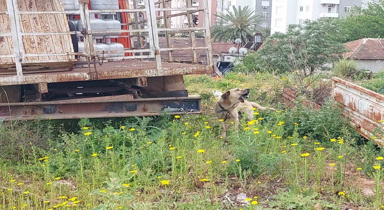 Antalyada tüp kamyonuna zincirle bağlanıp bakımı ihmal edilen köpeğe polis sahip çıktı