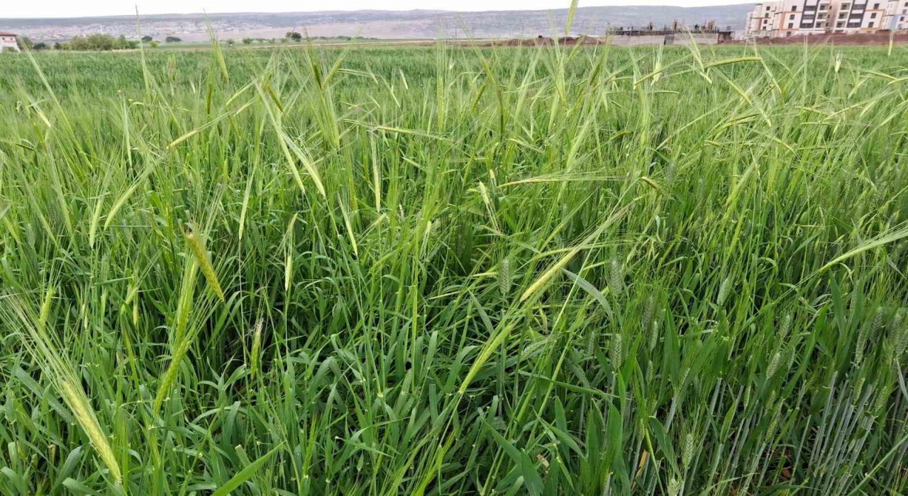 Arabanda etkili olan yağmur çiftçinin yüzünü güldürdü