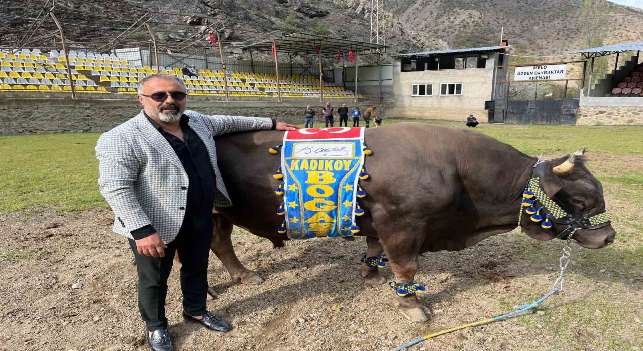 Artvinli Fenerbahçe taraftarından Ali Koça boğalı destek