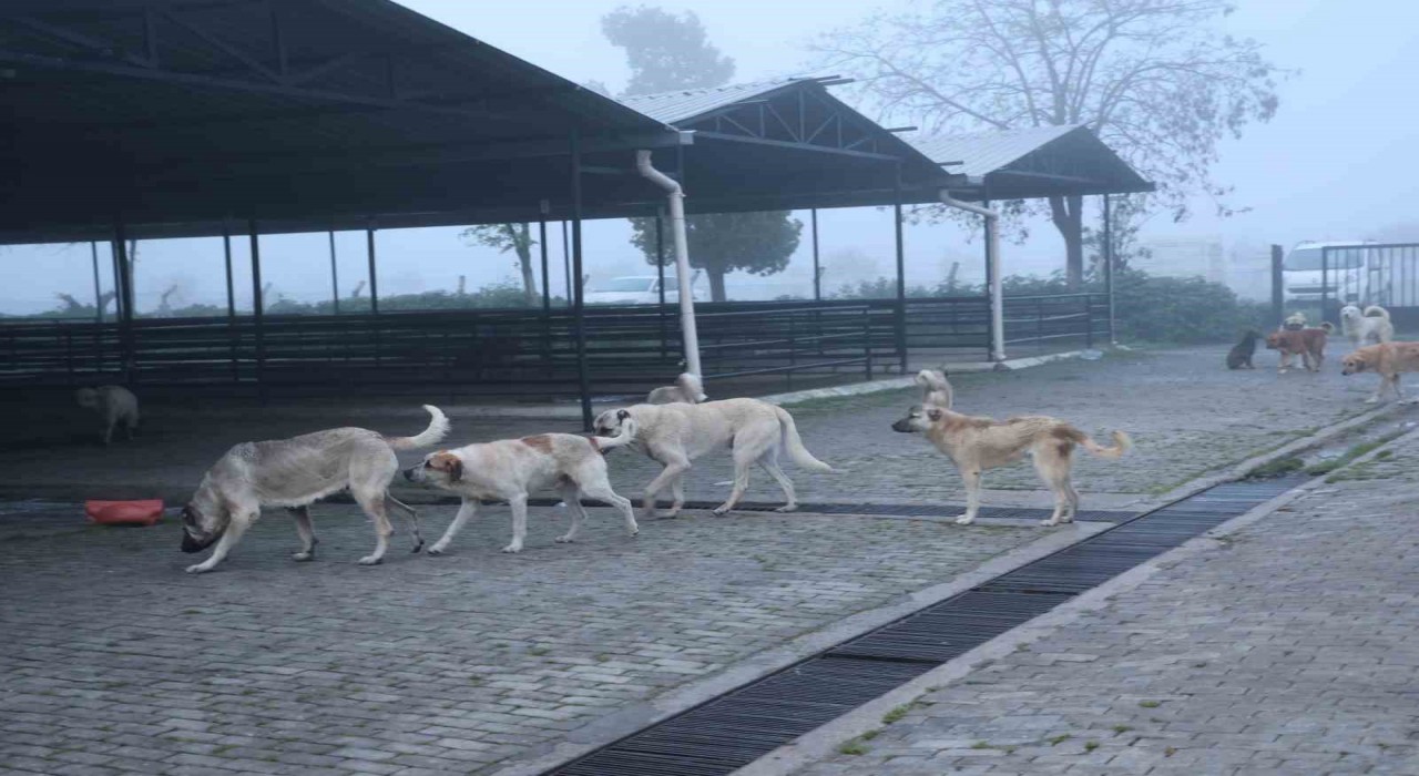 Aydında başıboş köpekler hayvan pazarını mesken tuttu
