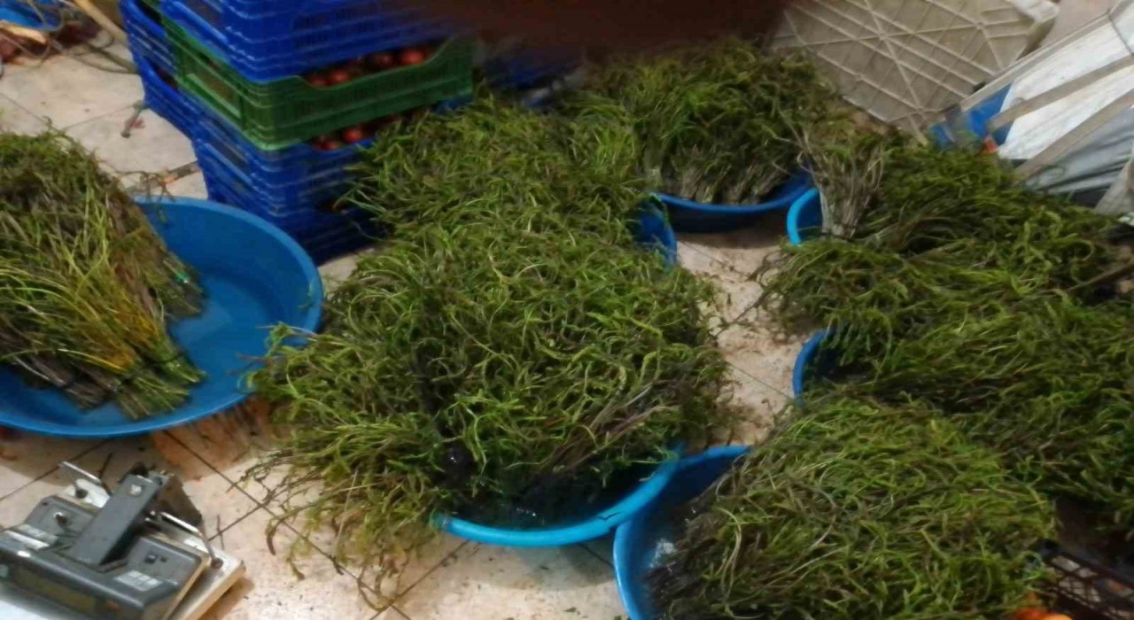Aydında kendiliğinden yetişen bu otlar garibanın cüzdanını zenginin sofralarını süslüyor