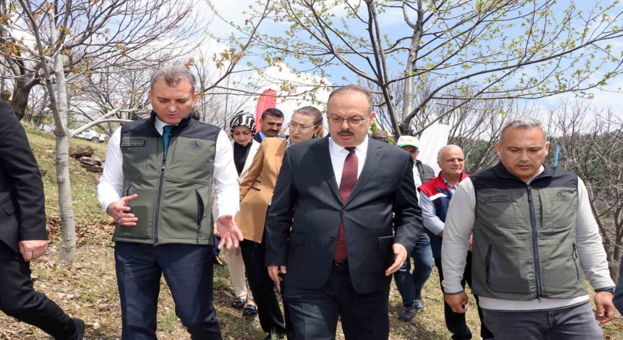 Aydında Kestane zararlısına karşı biyolojik mücadele