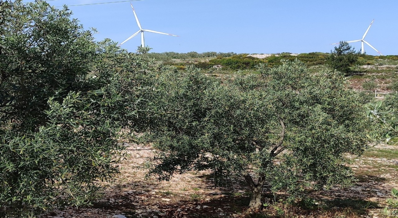 Aydında zeytin bahçeleri denetlendi