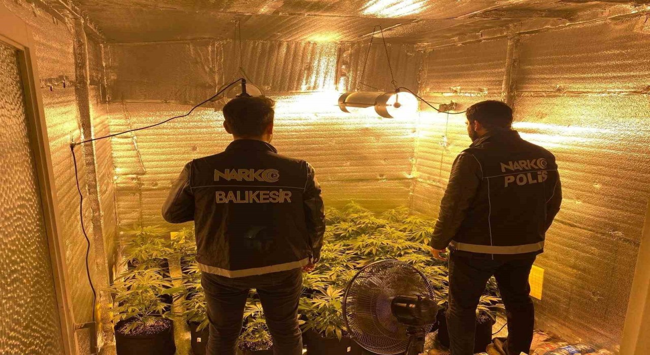 Ayvalıkta uyuşturucu operasyonunda 28 kök kenevir ele geçirildi