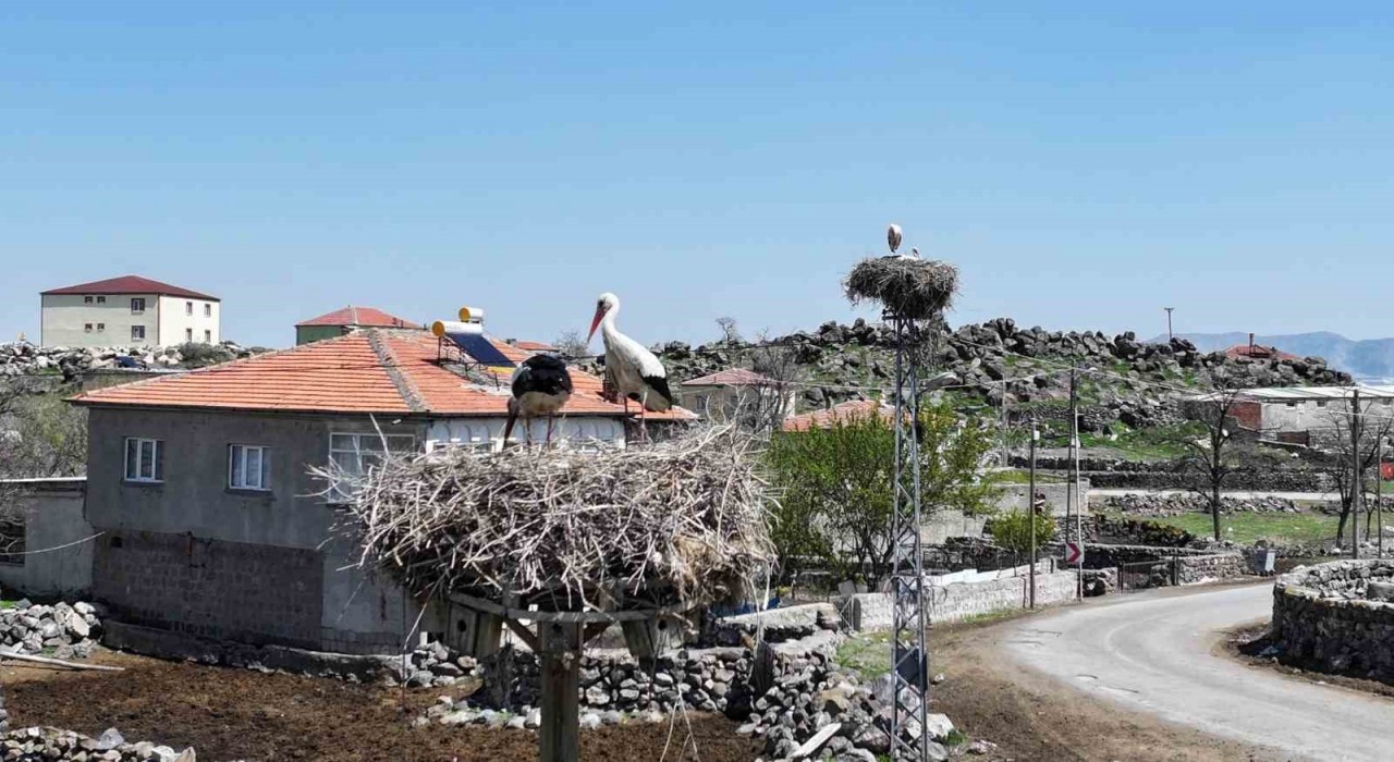 Baharın habercisi leylekler Hürmetçi Sazlığına geldi
