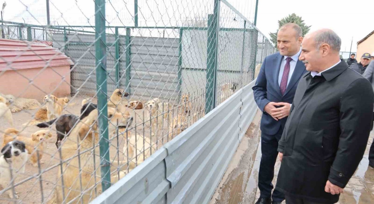 Bakan Yardımcısı Aktaş: Sokak hayvanları ülkemizin olumsuz gündem maddelerinden biri