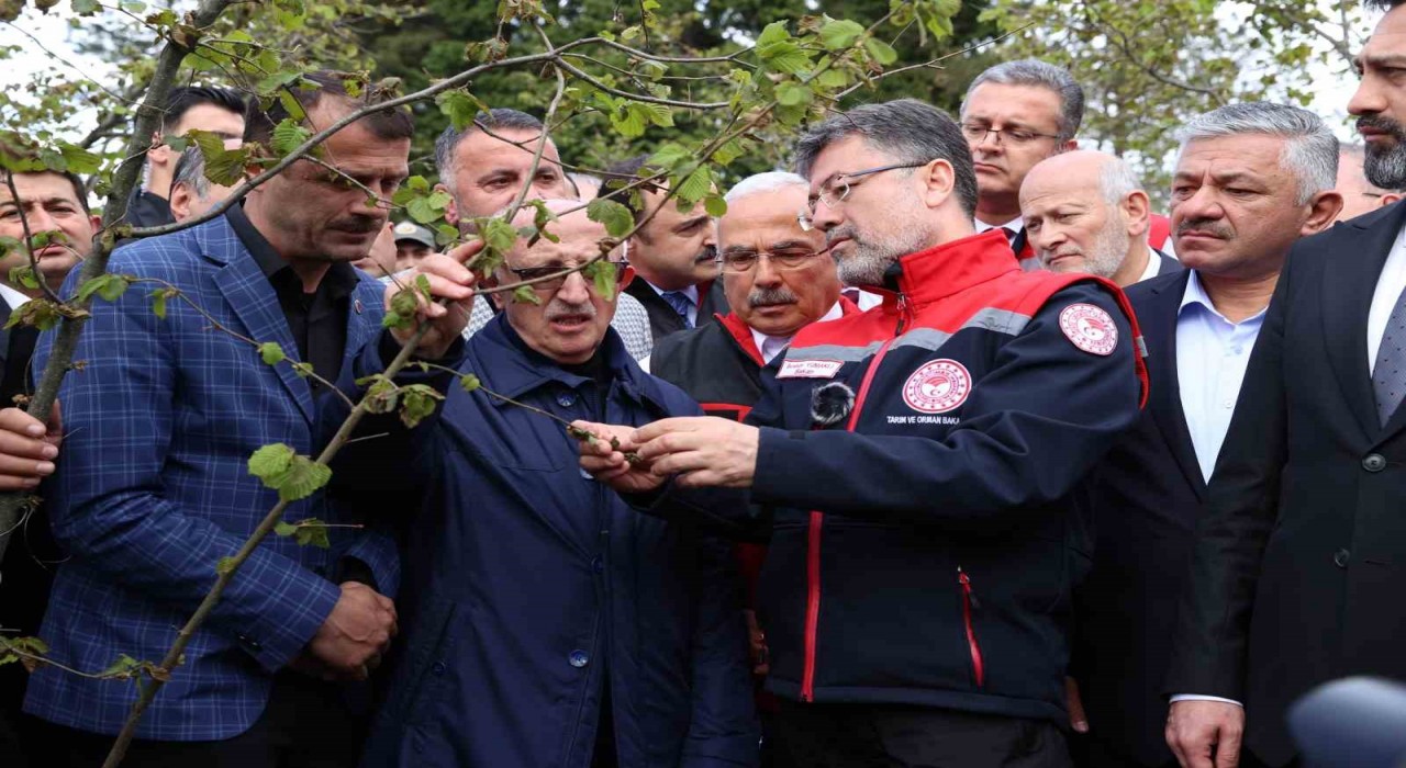 Bakan Yumaklı: Zirai don nedeniyle zarar gören ağaçlarda kulaktan dolma bilgilerle budama yapılmamalı