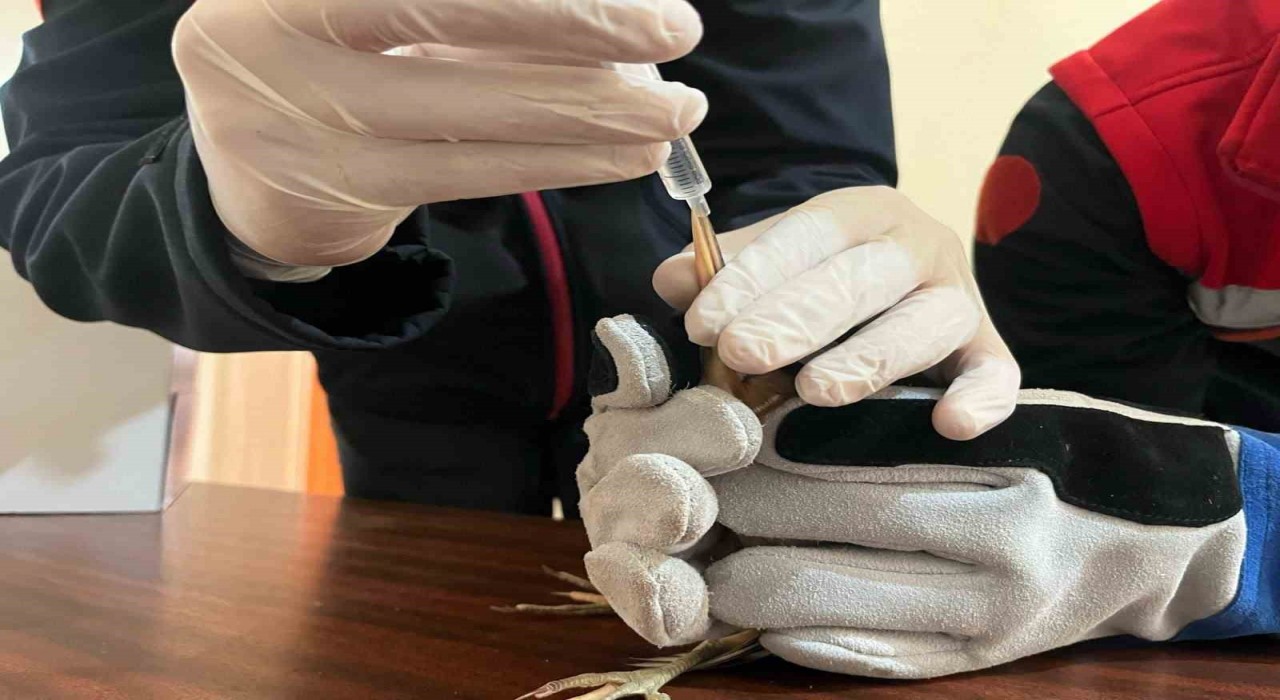 Balaban kuşuna uzanan şefkat eli