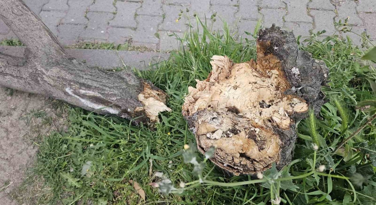Bandırmada fırtına hayatı olumsuz etkiledi