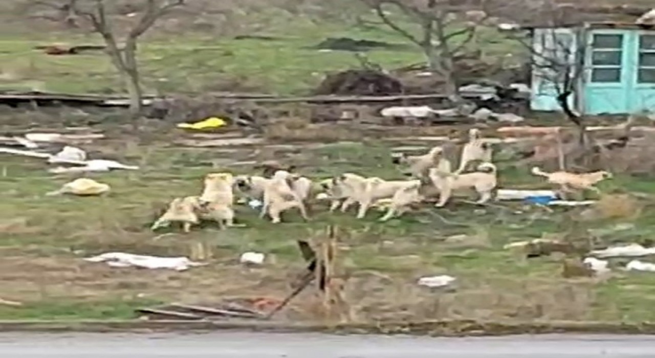 Başıboş sokak köpekleri Sazovada korku saçıyor