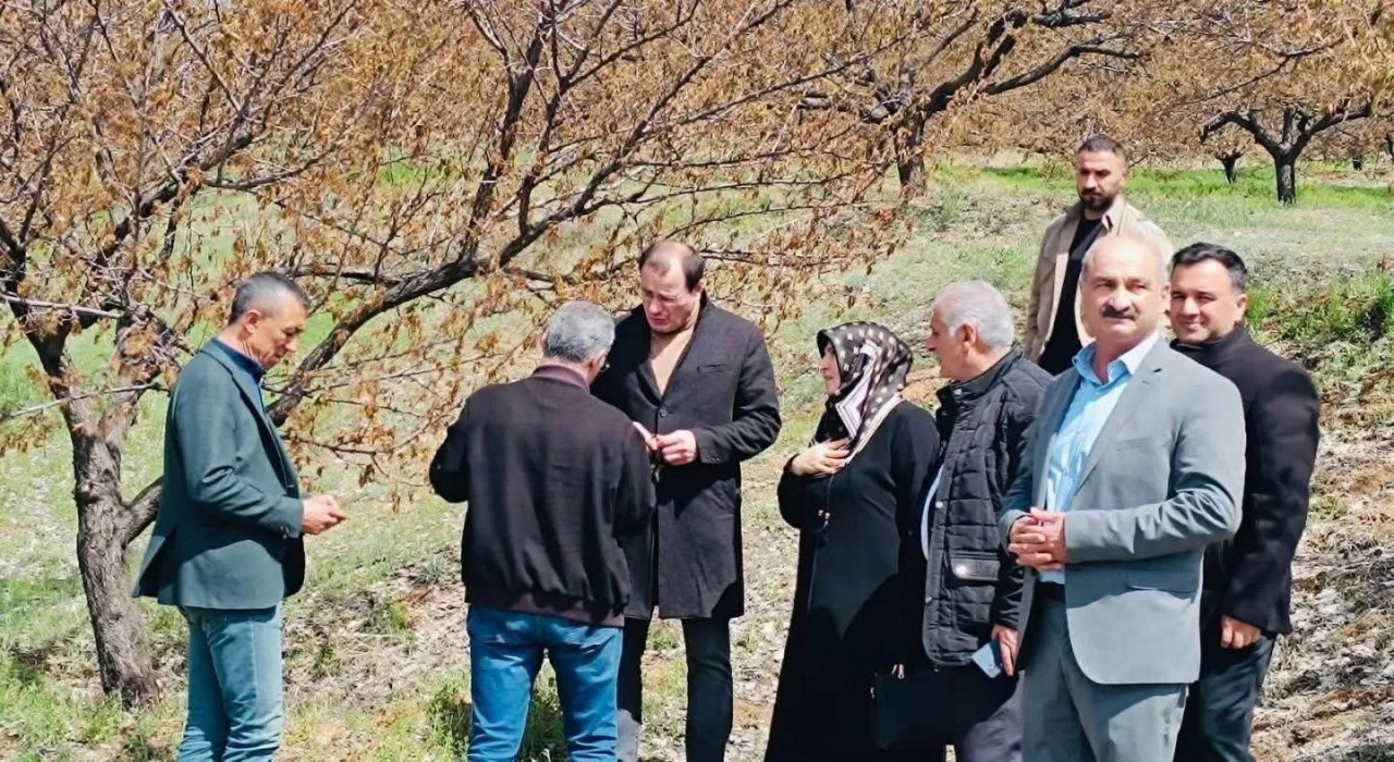 Baskilde dondan etkilenen meyve bahçelerinde inceleme