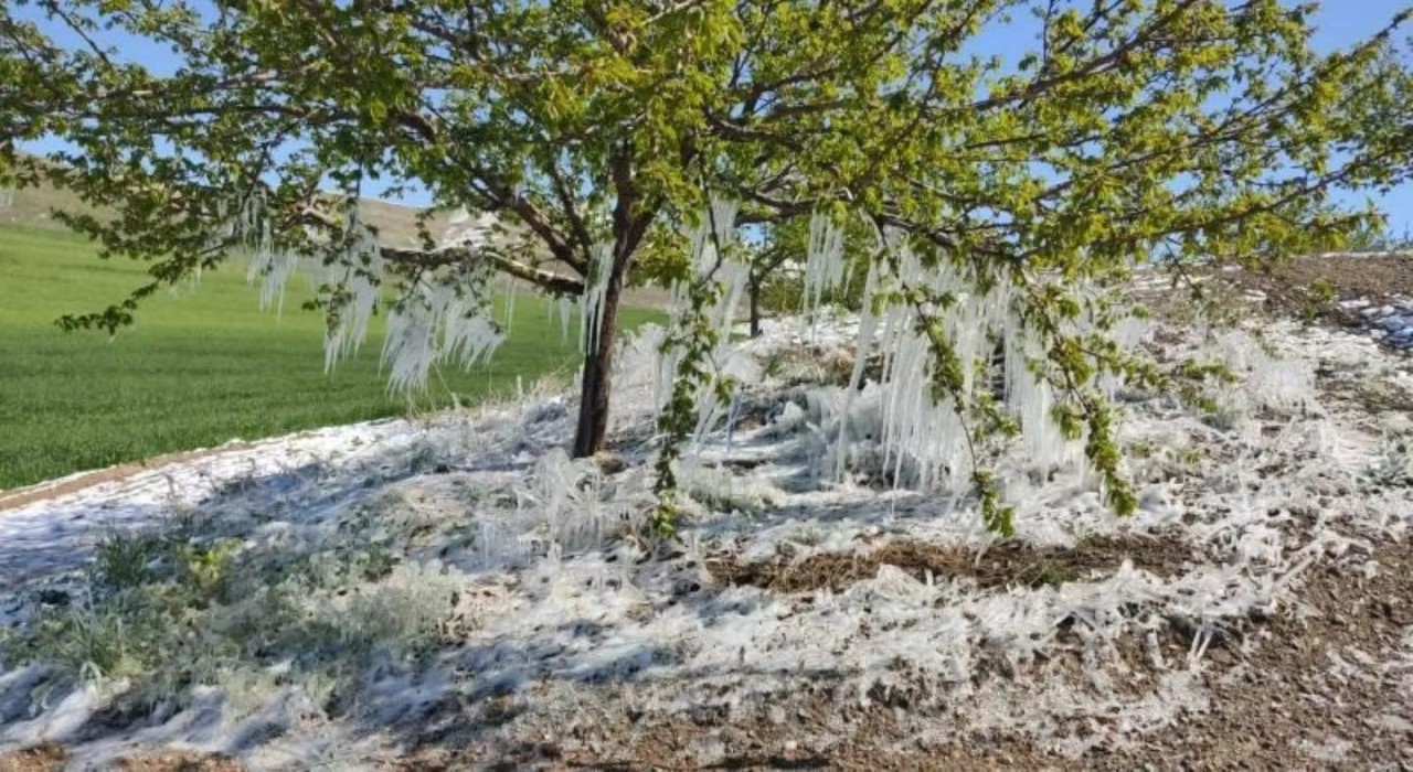 Baskilde kayısı ağaçlarında sarkıt oluştu