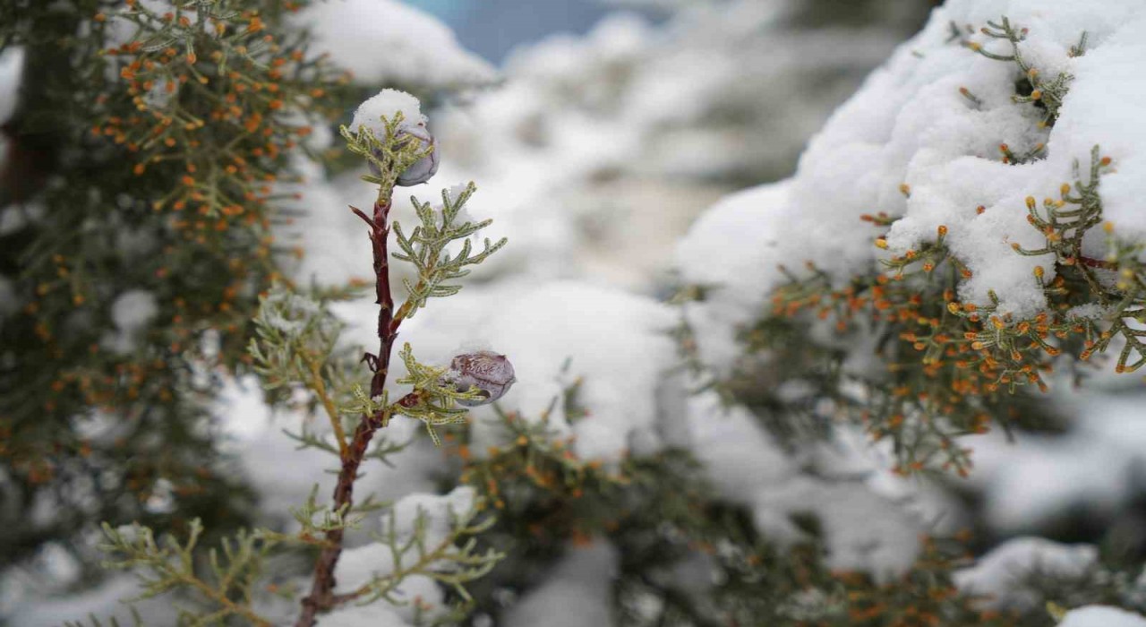 Bayburtlu çiftçilere zirai don uyarısı