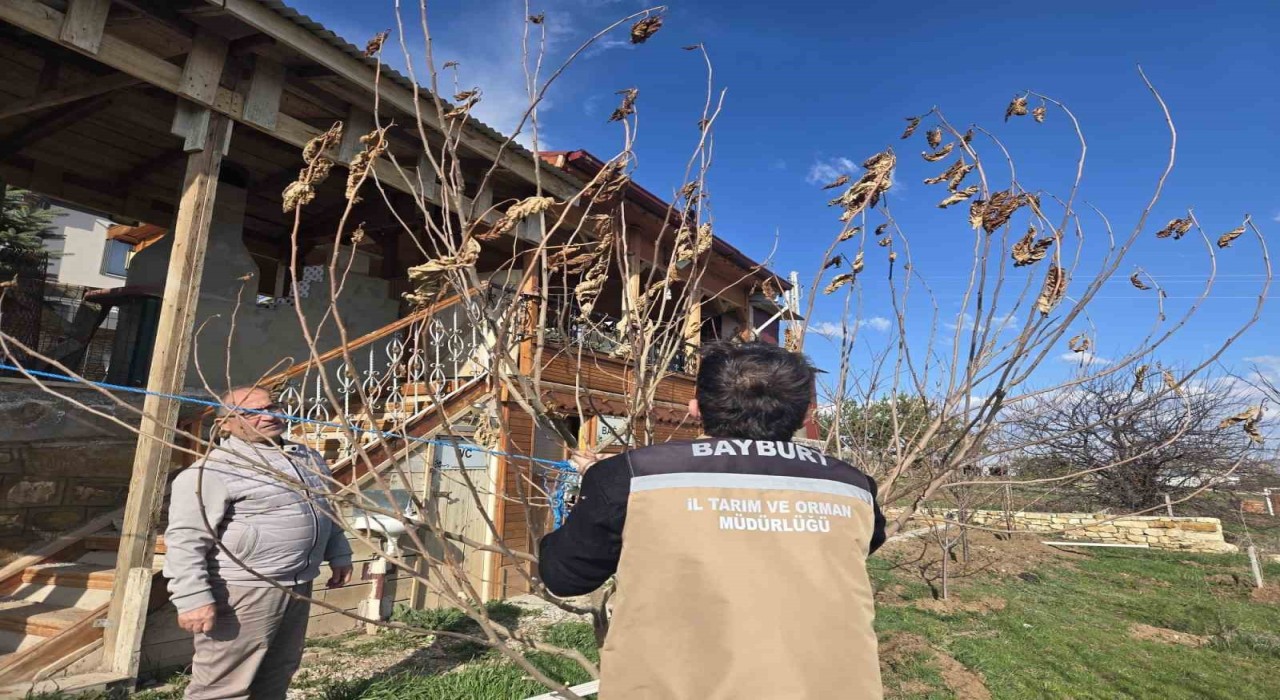 Bayburtta meyve ağaçlarında hastalık kontrolleri yapıldı
