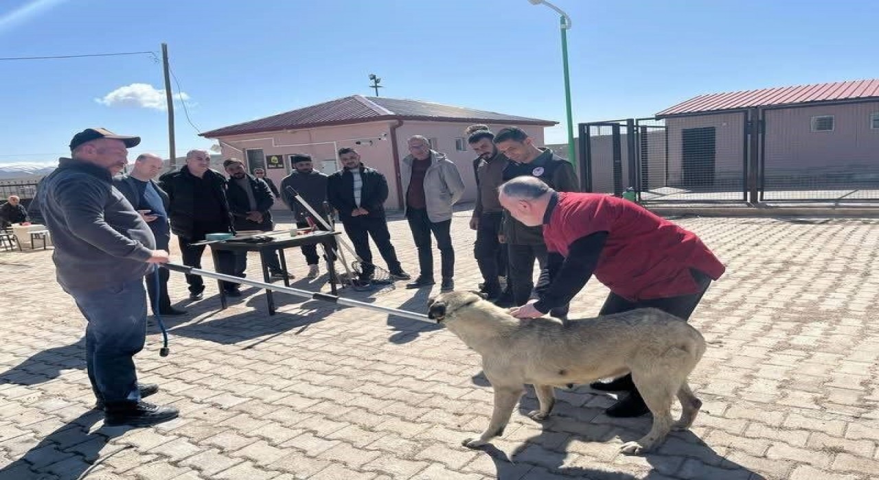 Bayburtta sokak hayvanlarını yakalama personeline eğitim