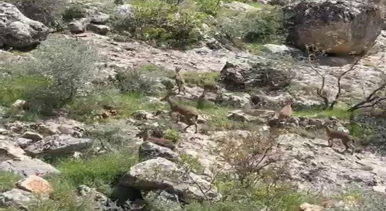Besnide dağ keçileri sürü halinde görüntülendi