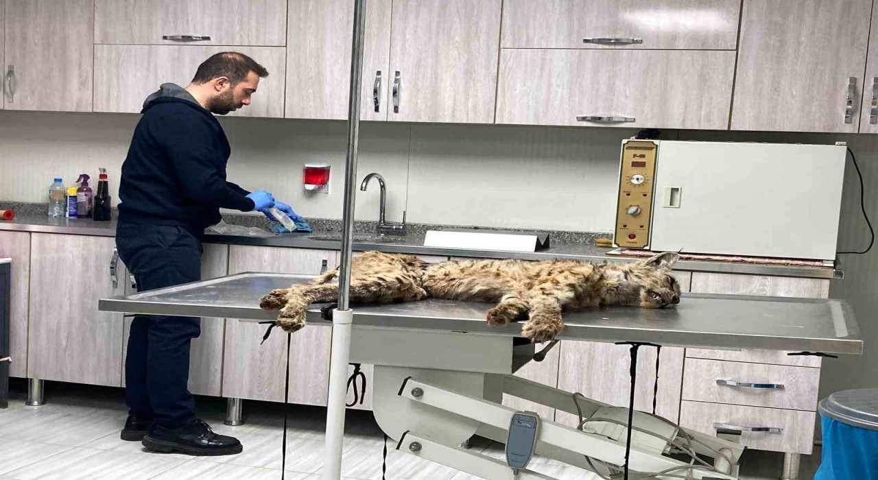 Bitliste bitkin hale bulunan vaşak koruma altına alındı