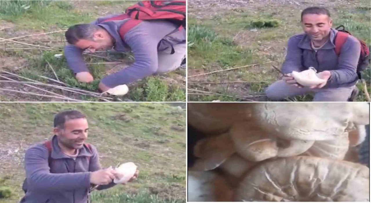 Bitliste dağ mantarı çıkmaya başladı