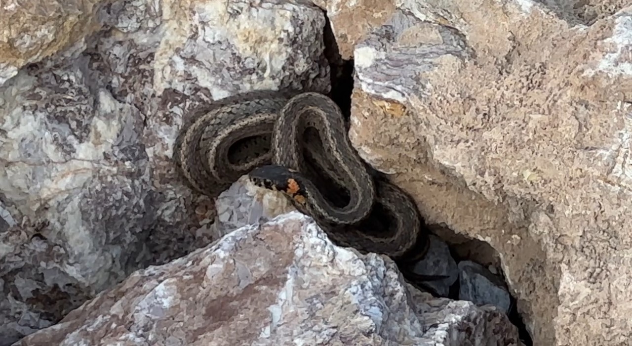 Brezilyanın Yılan Adası değil Yüksekova