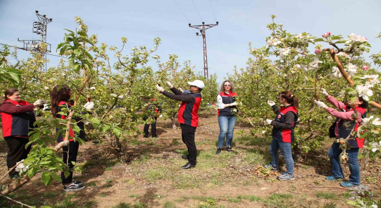 Çanakkalede Elma İç Kurduna Karşı Biyoteknik Mücadele Yaygınlaşıyor