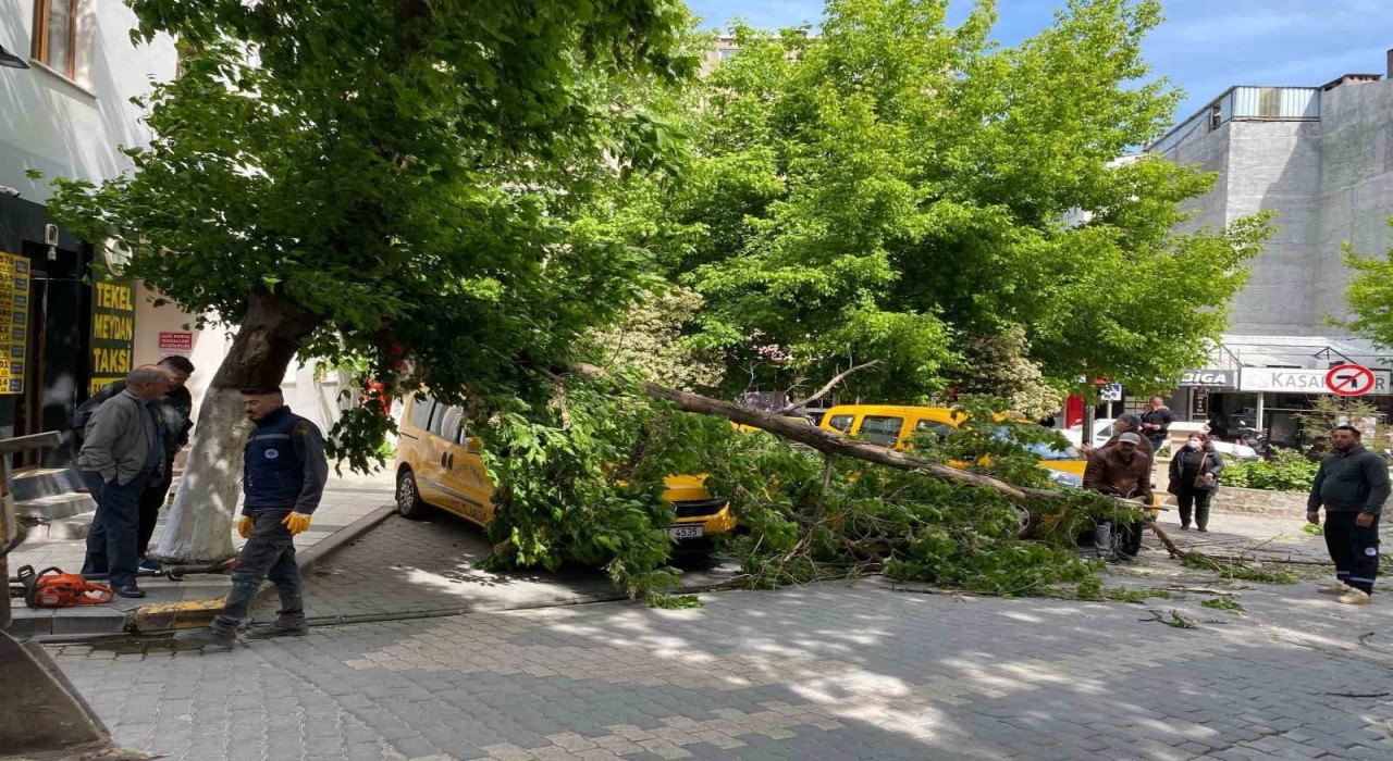 Çanakkalede fırtınada kırılan ağaç dalı araçların üzerine devrildi